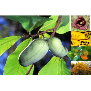 Ásimina trojlaločná - Banán severu PAW PAW (Asimina triloba) ´REBECCA´ - výška 50-70 cm, kont. C10L